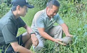 【社会服务】陆生野生动物救助中心助力中华穿山甲回归自然